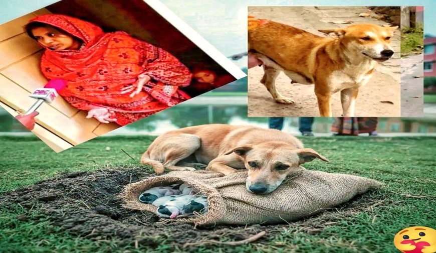 একটি অমানবিক ঘটনা, আটটি কুকুর ছানা হত্যা